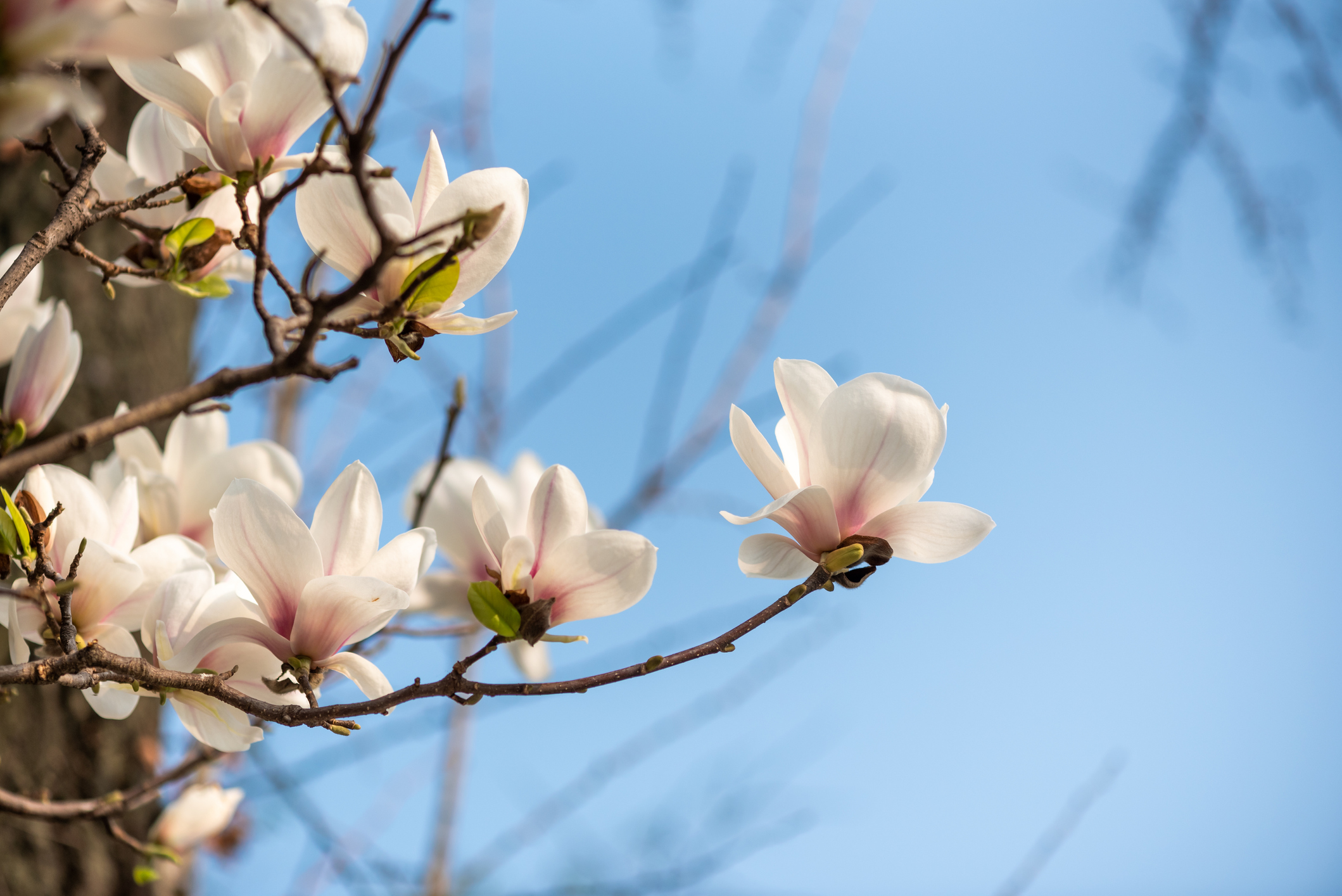 Herb of the Month: Magnolia Bark