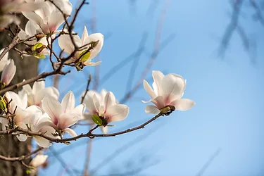 Magnolia-Tree-Bark-GettyImages-1386868442.jpg