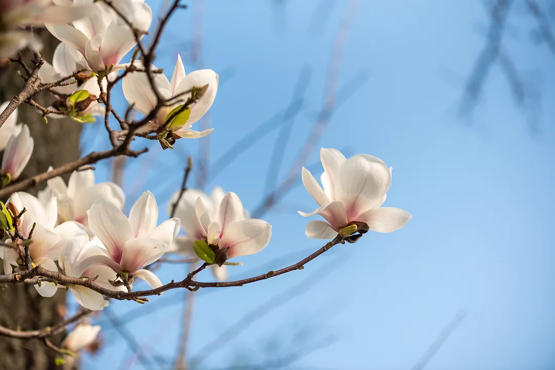 Magnolia-Tree-Bark-GettyImages-1386868442.jpg