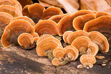 10jannews mushroom 1