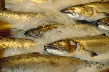 10jan green fish 1
