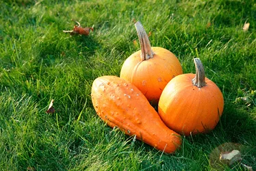 10jan supplier carotenoid 3
