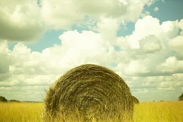 Alfalfa 3