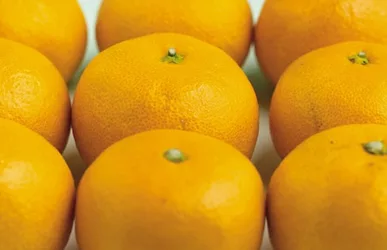 Bitterorange 5