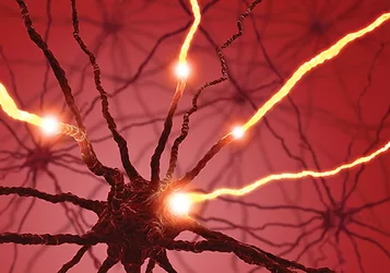 Brain 6