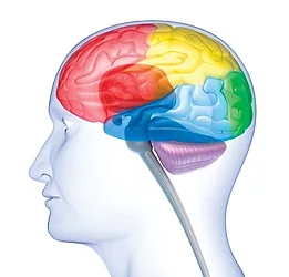 Brain health 10