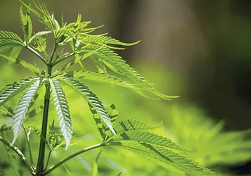 Cannibis 3