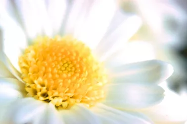 Daisy 1