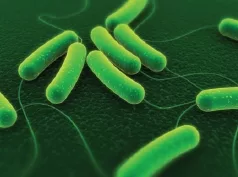 Ecoli 3