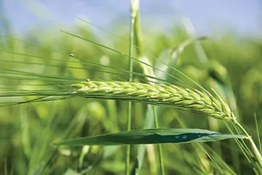 Green foods 6