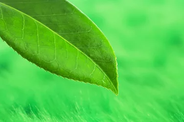 Greennews 15