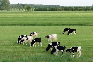 Grocery dairy 3