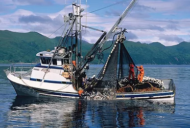 Marine oils 11