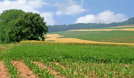Monsanto 3