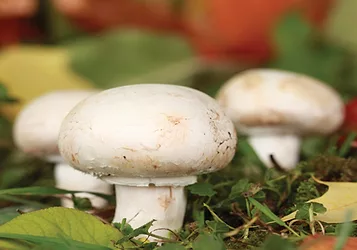 Mushrooms 7