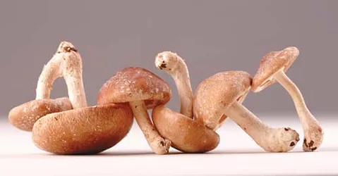 Mushrooms 8