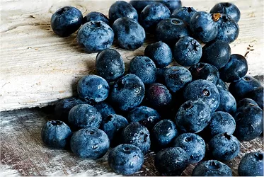 News blueberries 3