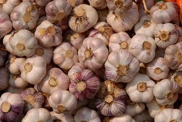 News garlic 3