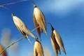 Oat 3
