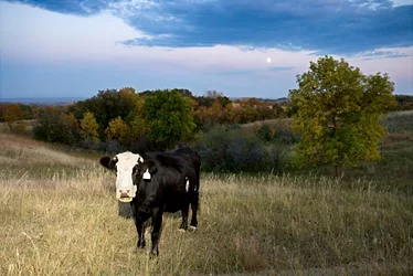 Organiclivestock 3