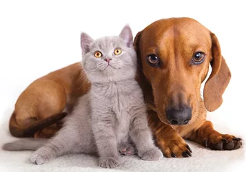 Pet care 6