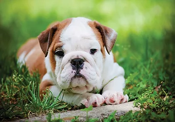 Pet care 7