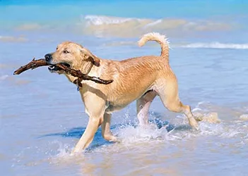 Pet health 3