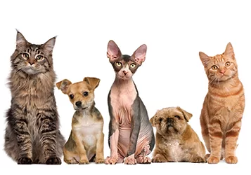 Pets 3