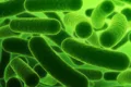 Suppnews probiotic 1