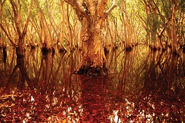 Tea tree 3
