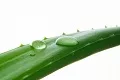 Aloe 3