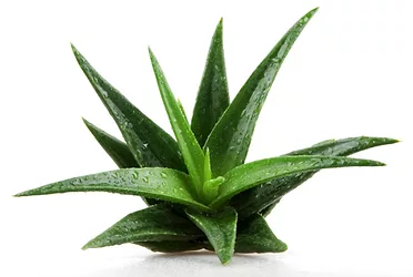 Aloe 0 1