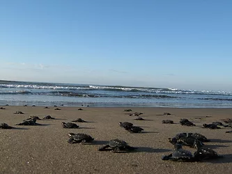 Baby sea turtles on beach 3