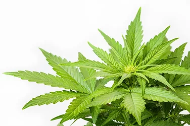 Cannabis 2 e1511881136915
