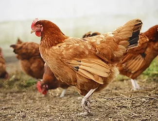 Chicken 1