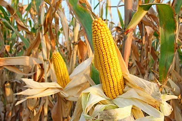 Corn 1
