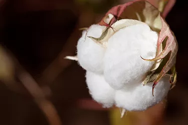 Cotton 3
