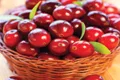 Cranberries 1