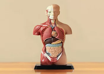 Digestion supps 1
