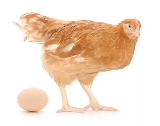 Eggs2 1