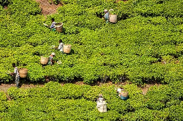 Fairtrademain nov consumerbulletin