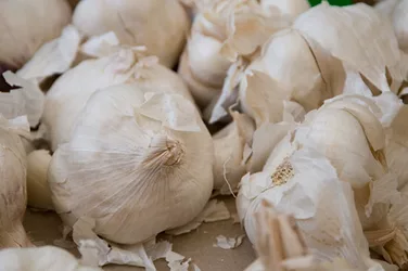 Garlic 6