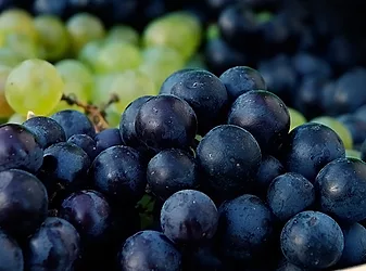 Grapes 01 1