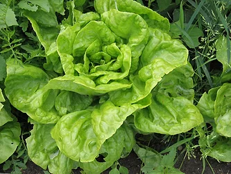 Greens 01 1