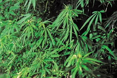 Hemp 2