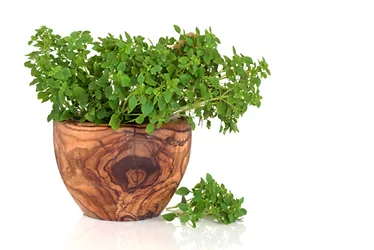 Herbs 4