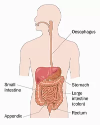 Intestines 1