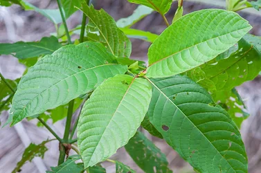 Kratommain