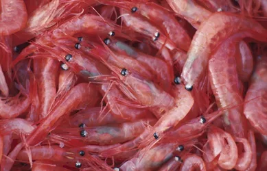Krill 4