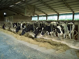 Livestock 3